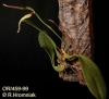 Bulbophyllum antenniferum  (01)